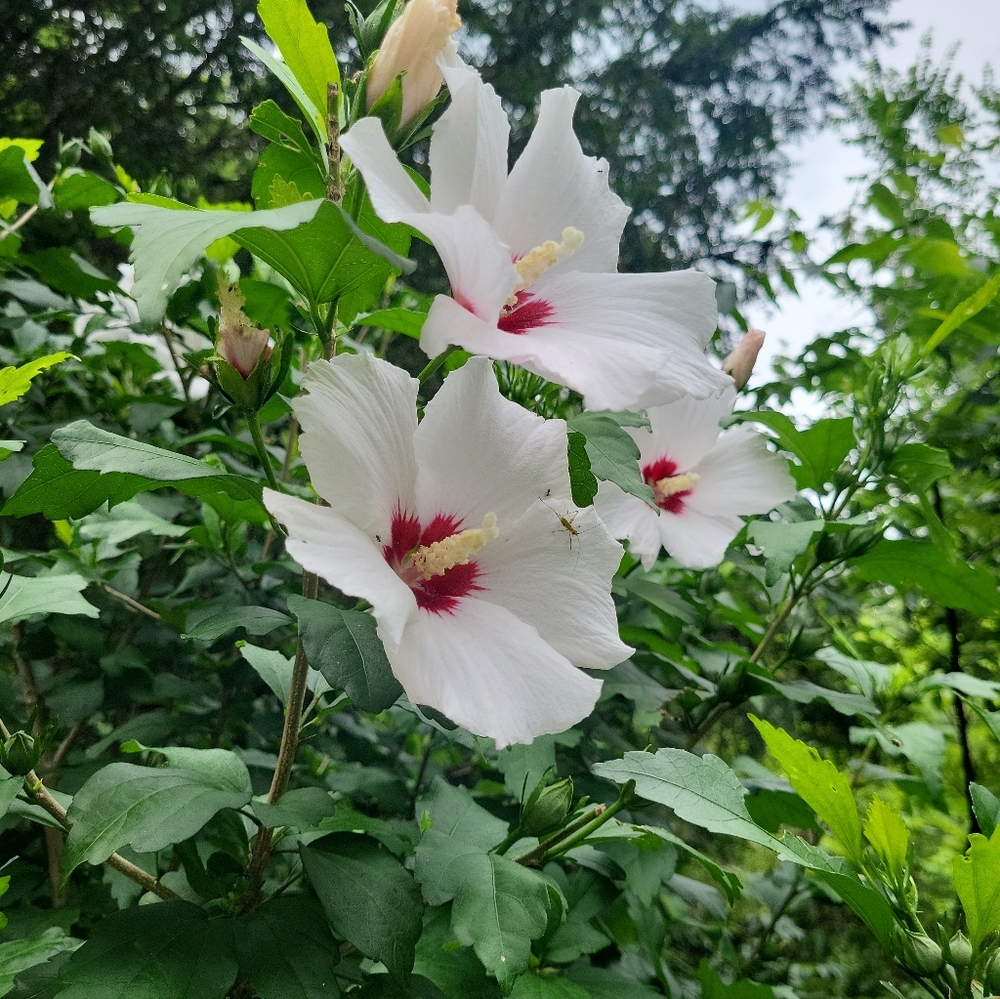 Rose of Sharon & Black Walnut Leaf Herbal Tea | Detox, Skin, Gut Health Blend - Picture 3 of 4